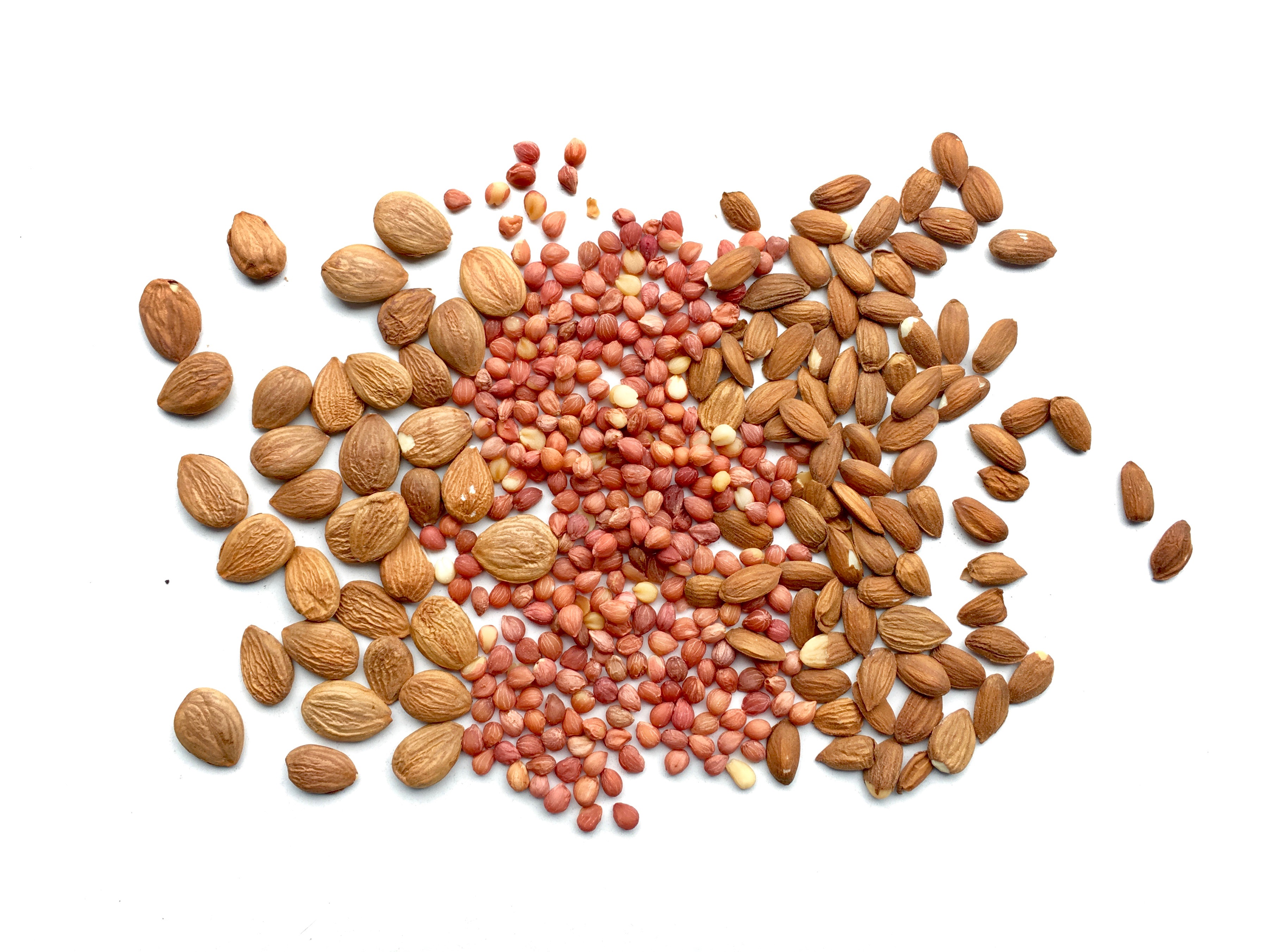 06722_apricot_cherry_plum seeds Kopie.jpg